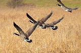 Geese Taking Flight_10867